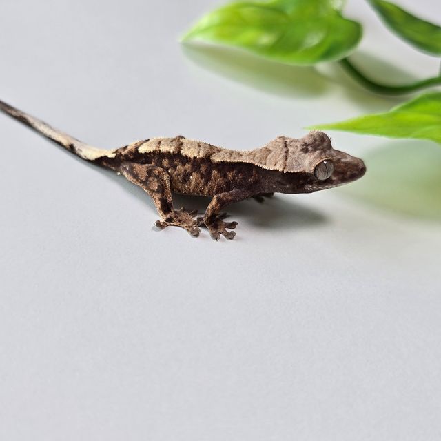 세이블
