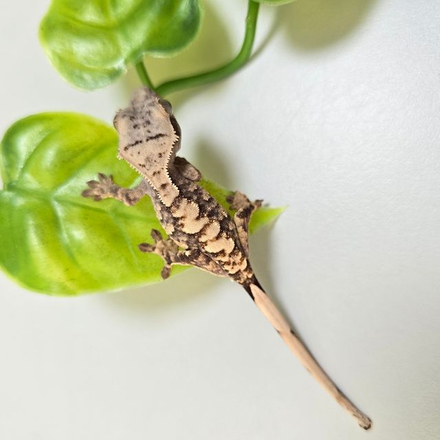 익스트림할리퀸