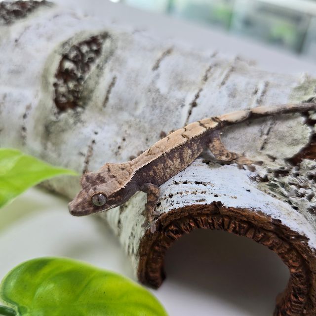 세이블