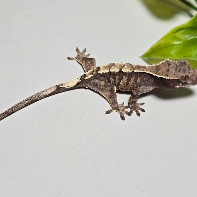 100% Het Axanthic Sable
