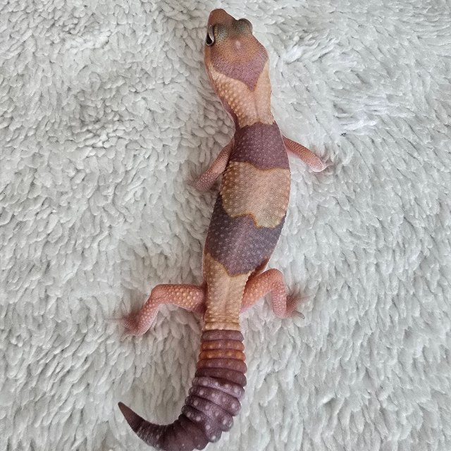 Amelanistic Het Patternless