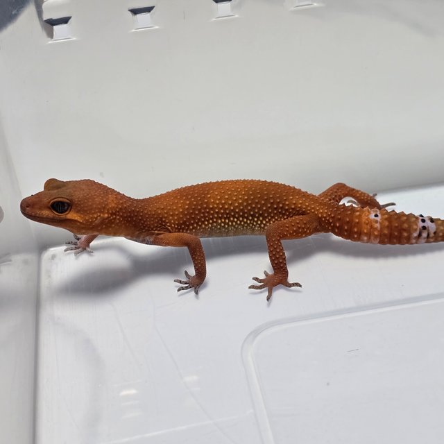 Blood Mandarin