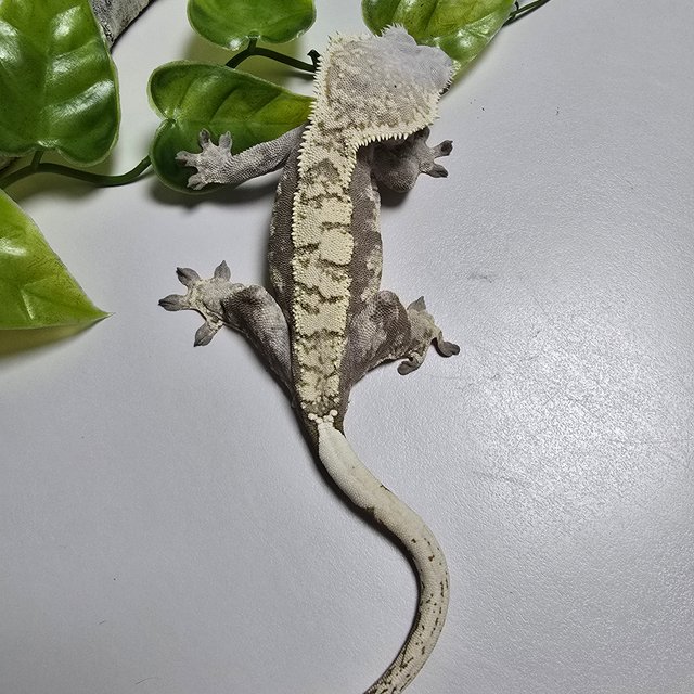 Tri Extreme Harlequin