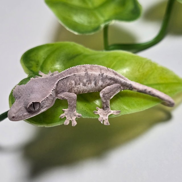 100%헷아잔틱 릴리 세이블