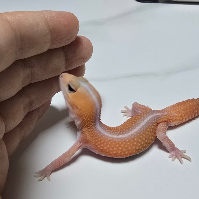 Patternless Amelanistic