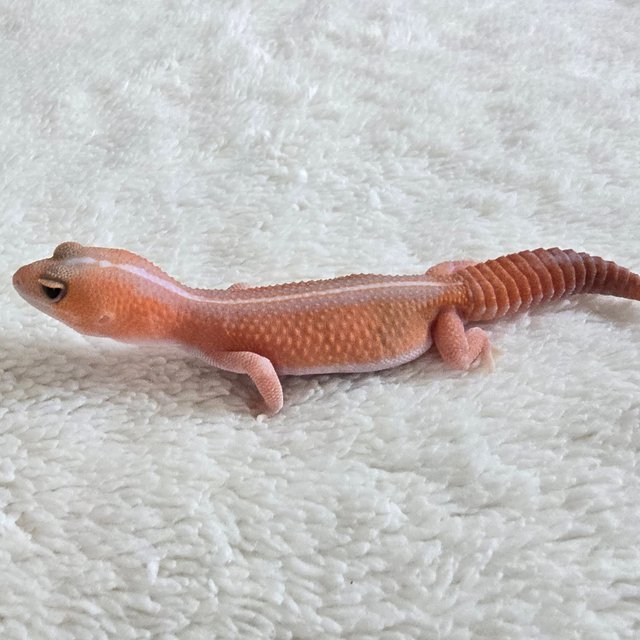 Amelanistic Patternless