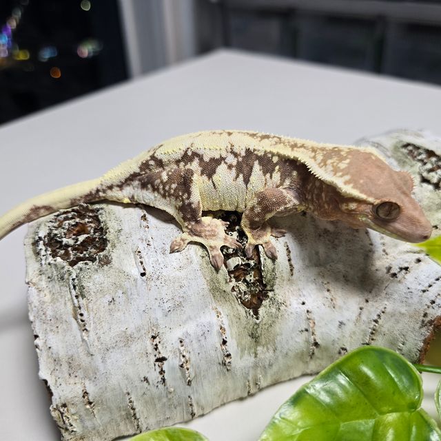 릴리 세이블
