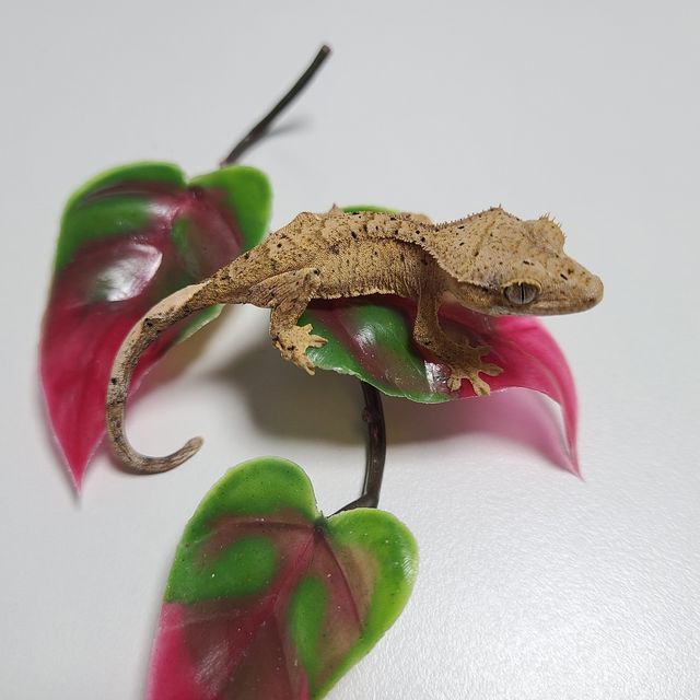 달마시안