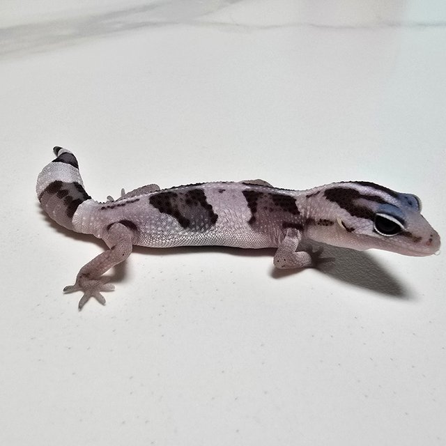Oreo
