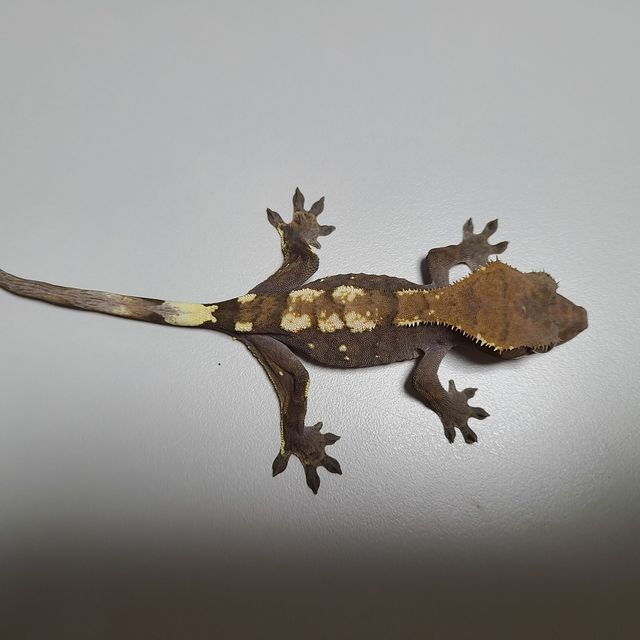 세이블