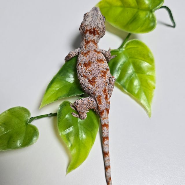 Orange Blotched