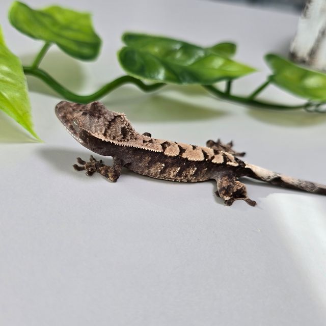 세이블
