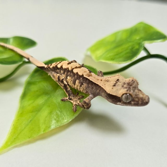 익스트림할리퀸