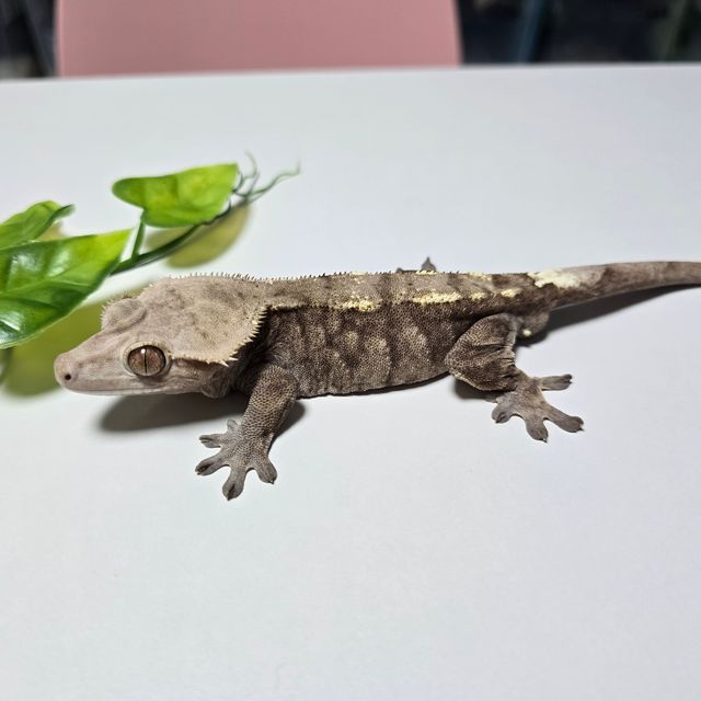 세이블