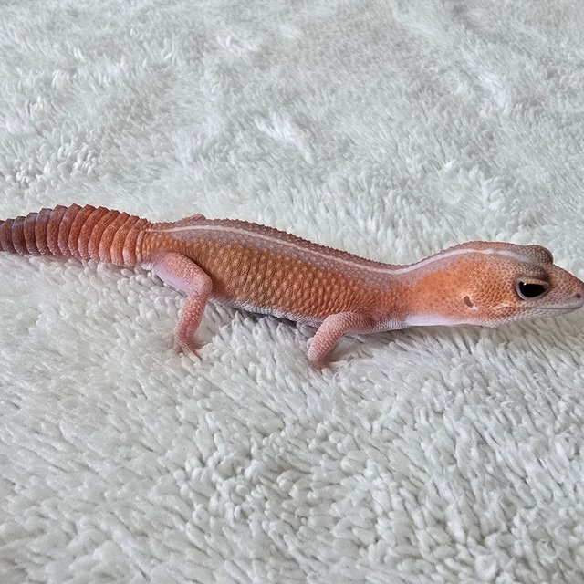 Amelanistic Patternless