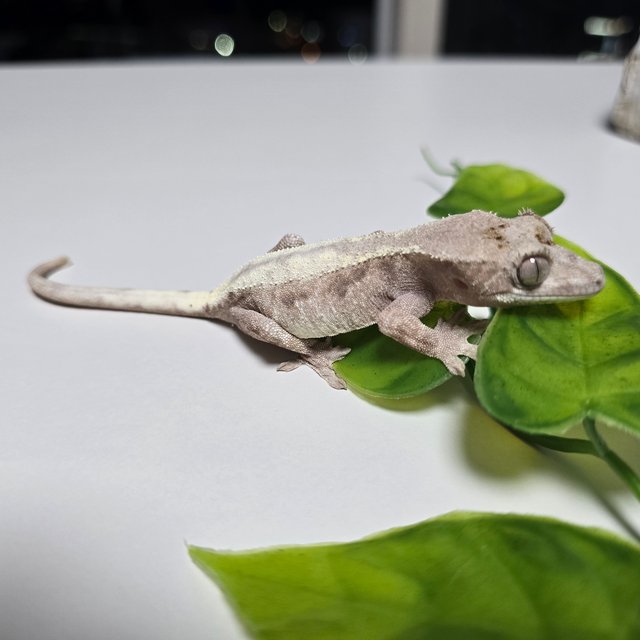 슈퍼세이블 릴리