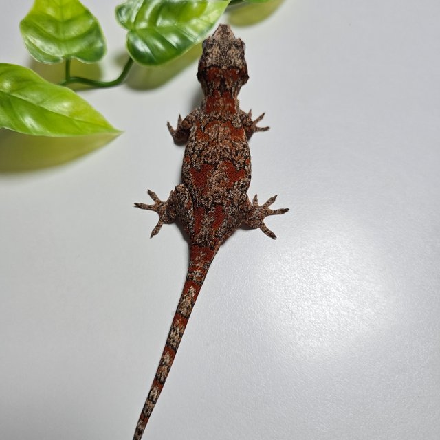 오렌지 블로치드