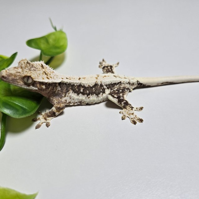 Lilly 100% Het Axanthic