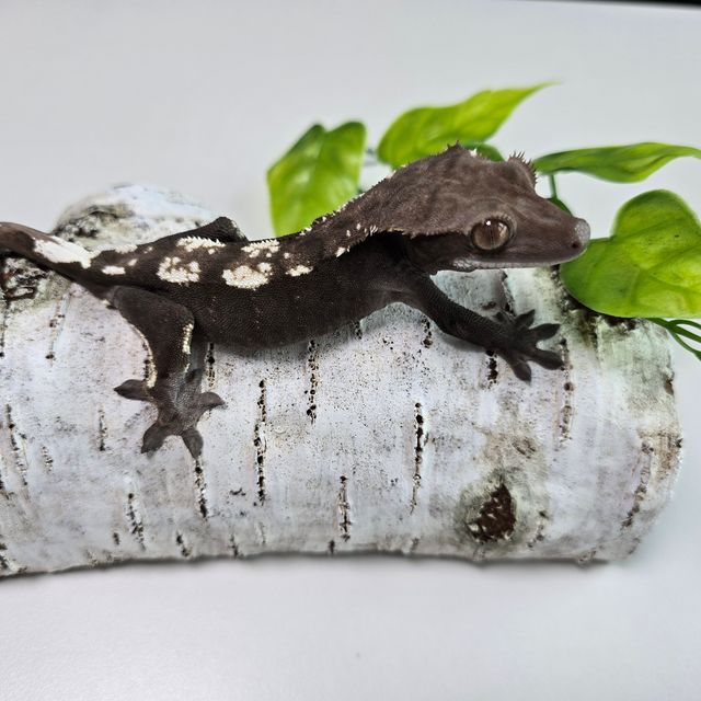 세이블
