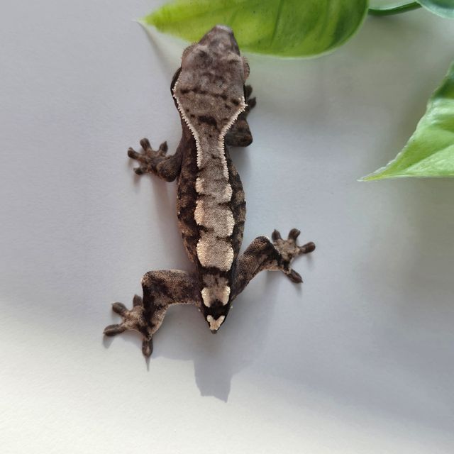 세이블