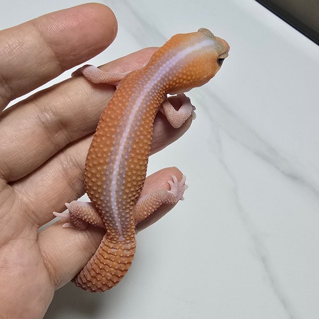 Patternless Amelanistic