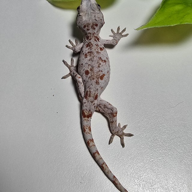 Orange Blotched