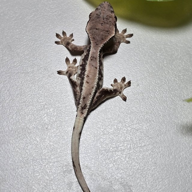 100% Het Axanthic LW Sable