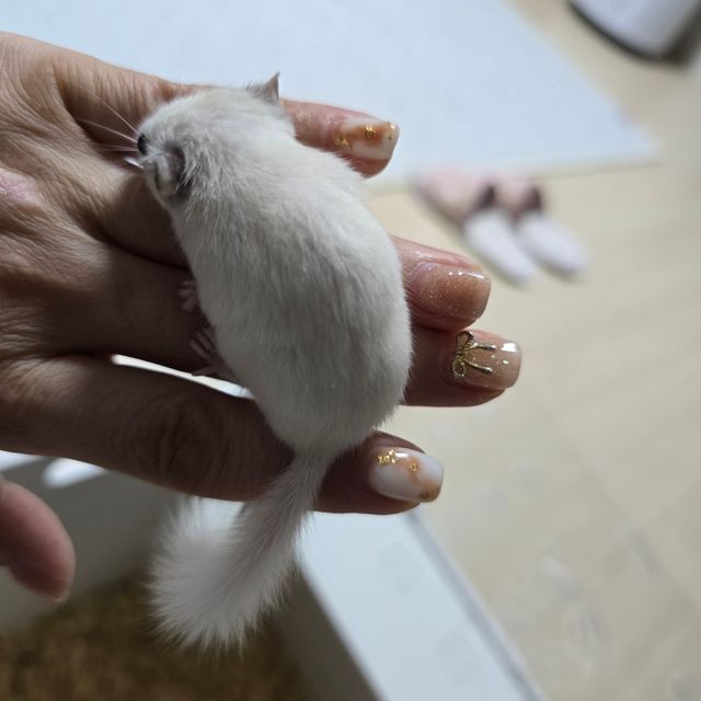 루시스틱