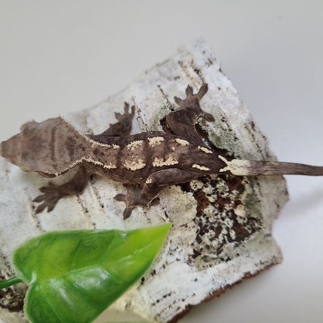 세이블