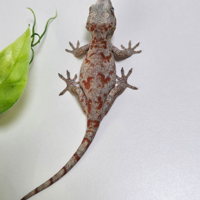 오렌지 블로치드