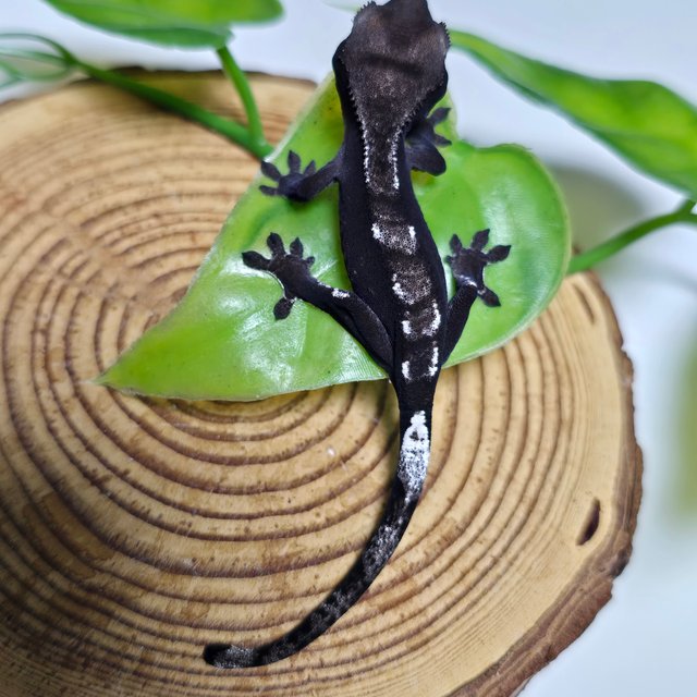 Axanthic