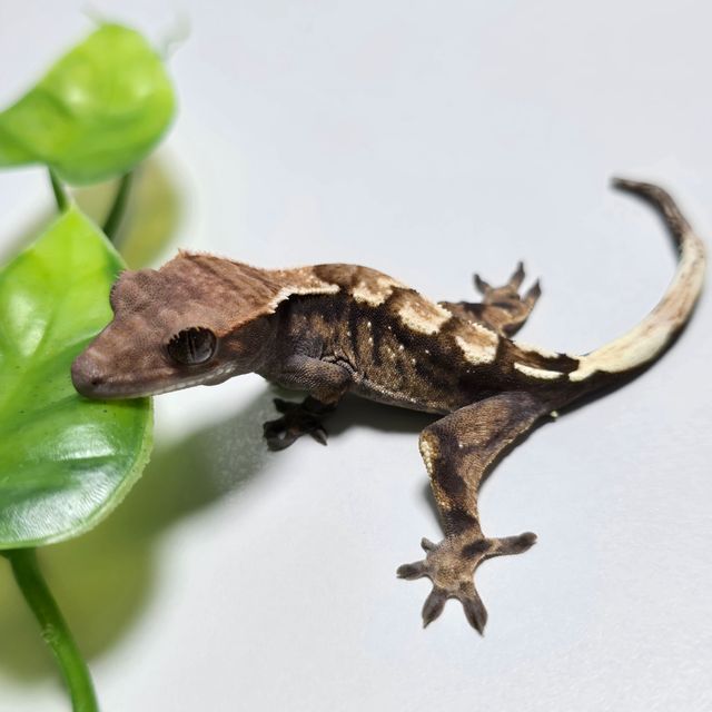 세이블