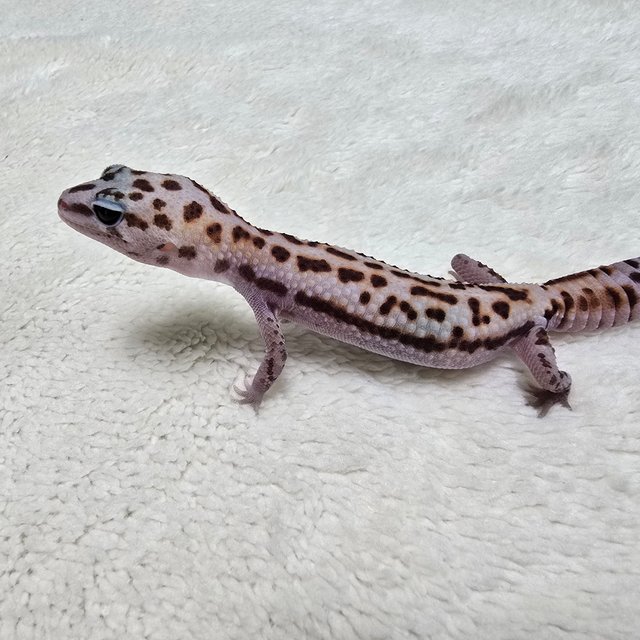White Out Patternless Het Amelanistic Het Oreo