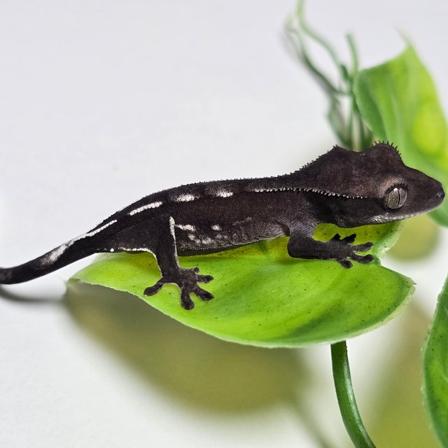 Axanthic