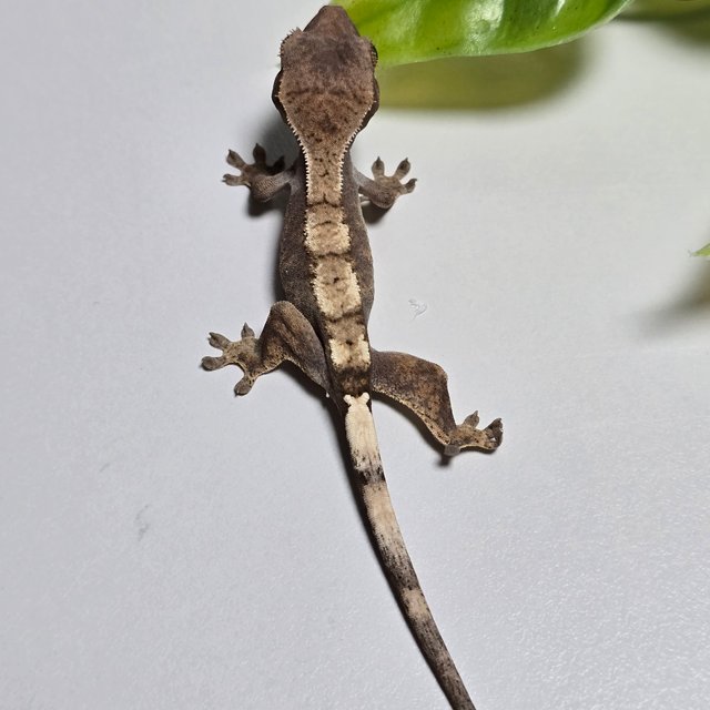 100%헷아잔틱 세이블