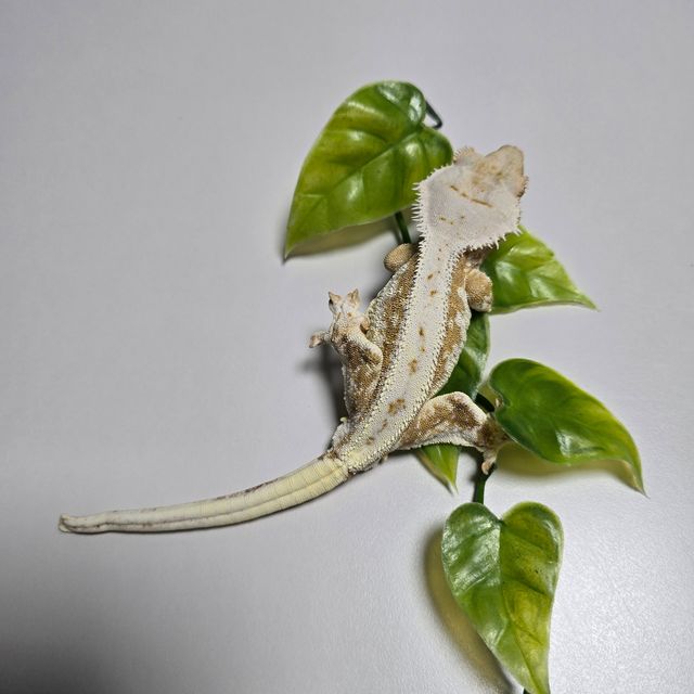 크림시클 릴리화이트