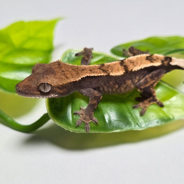 100%헷아잔틱 세이블