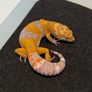 블러드 트램퍼알비노