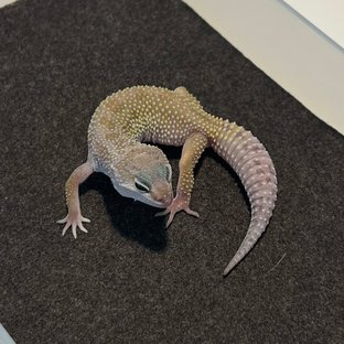 스노우 머피 패턴리스