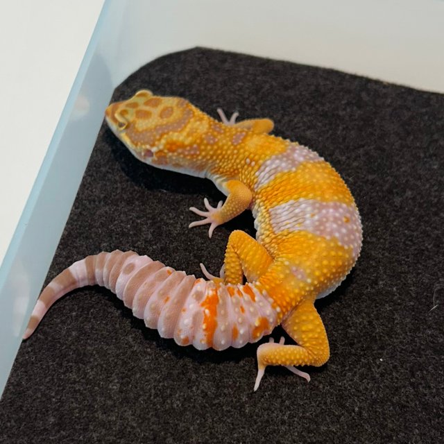 블러드 트램퍼알비노