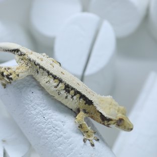 롤x히