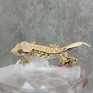 트라이