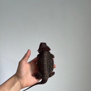Dark Red