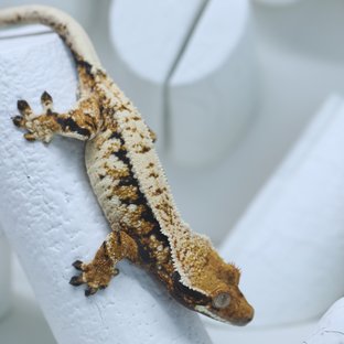 롤x히