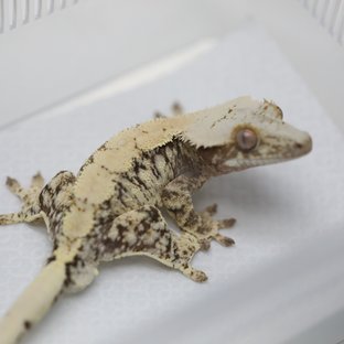 드리피 화이트스팟