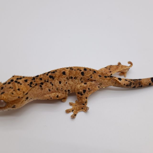 슈퍼달마시안