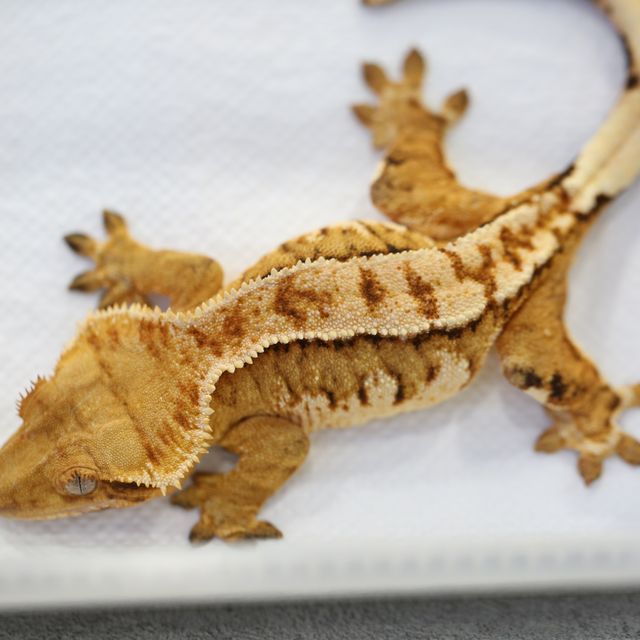 트라이