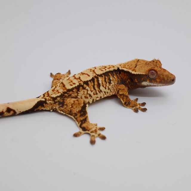 트라이