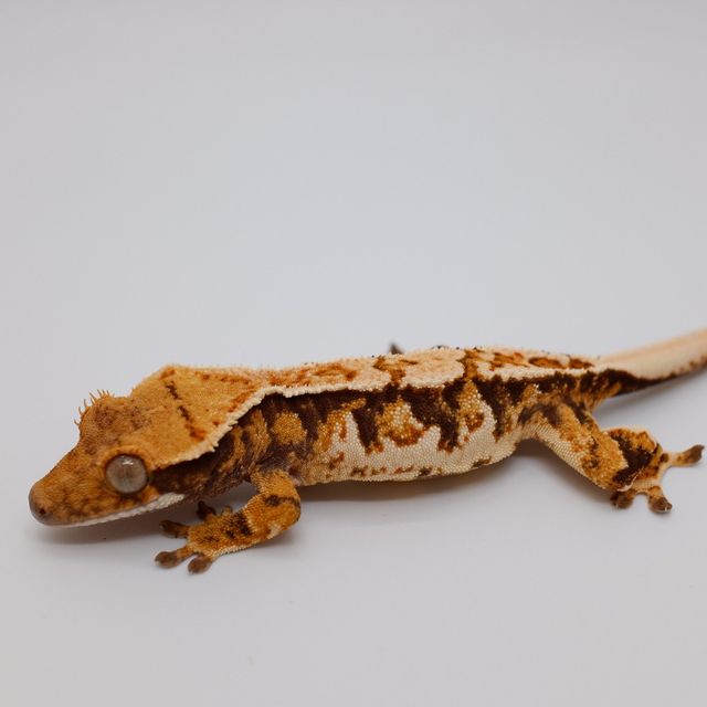 트라이 익스트림할리퀸 바브