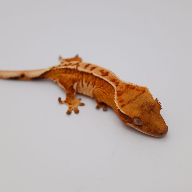 트라이